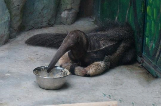 原來恒溫恒濕空調不光為人類服務，還可以服務動物